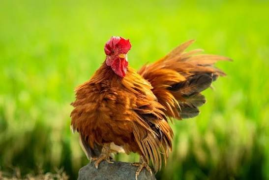 Pet and Animal Healthcare